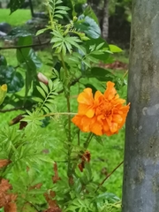 Tagetes erecta