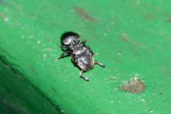 Cephalotes