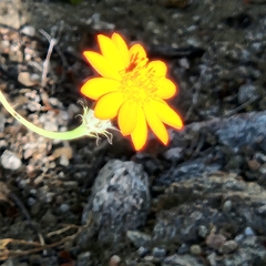 Adenophyllum speciosum