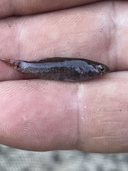 Aphredoderus sayanus
