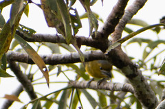 Euphonia chrysopasta