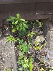 Potentilla thuringiaca
