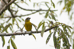 Euphonia chrysopasta