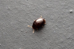 Phalacridae