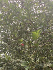 Malpighia glabra
