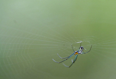 Leucauge regnyi