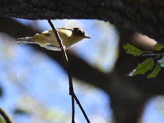 Vireo solitarius