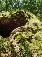 Silvascincus murrayi