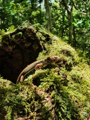 Silvascincus murrayi