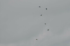 Brotogeris cyanoptera