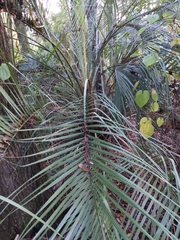 Arecaceae
