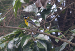 Spindalis portoricensis