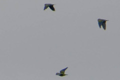 Brotogeris cyanoptera