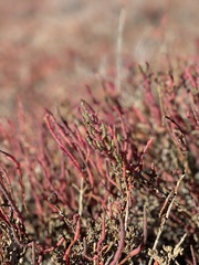 Salicornia