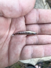 Percina nigrofasciata