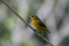 Euphonia chrysopasta