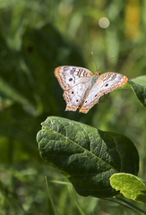Anartia jatrophae semifusca