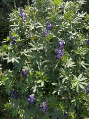 Lupinus pubescens