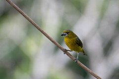 Euphonia chrysopasta