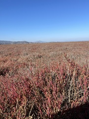 Salicornia