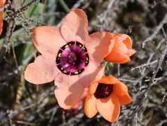 Sparaxis elegans