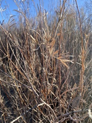 Salix exigua
