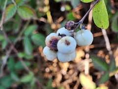Symphoricarpos