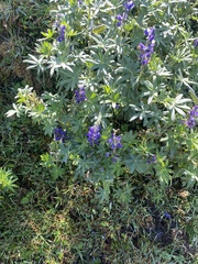 Lupinus pubescens