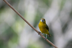 Euphonia chrysopasta