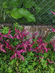 Alternanthera brasiliana
