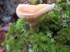 Lactarius volemus image