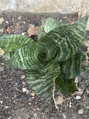 Sansevieria