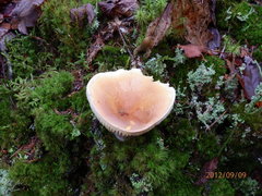 Lactarius volemus image