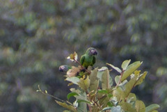 Aratinga weddellii