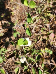 Symphoricarpos
