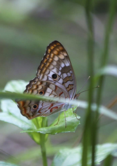 Anartia jatrophae semifusca