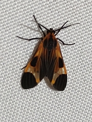 Dycladia
