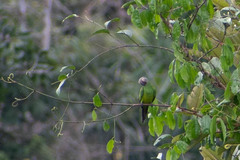 Aratinga weddellii