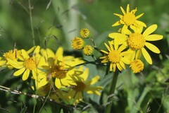 Senecio brigalowensis