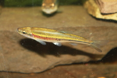 Clinostomus elongatus