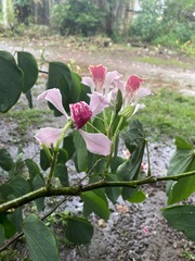 Bauhinia monandra