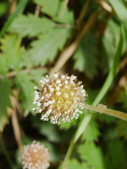 Acaena anserinifolia