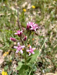 Oxypetalum solanoides