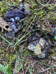 Nectriopsis violacea