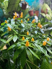 Pachystachys lutea