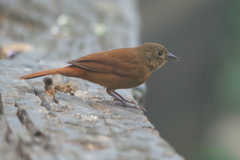 Tachyphonus coronatus