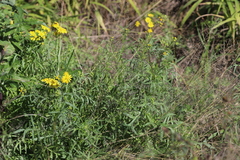 Senecio brigalowensis
