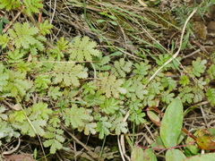 Acaena anserinifolia
