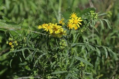 Senecio brigalowensis