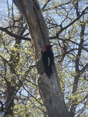 Campephilus magellanicus